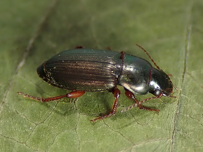 Carabidae da identificare: Harpalus affinis